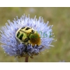 Trichius fasciatus (Linnaeus, 1758)